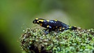 Ein Feuersalamander sitzt auf Moos. Feuersalamander sind als "Zeigerart" wichtig für die Biodiversität. | Bild: Getty Images