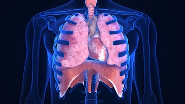 Brustkorb Grafik | Bild: u3d/Shutterstock.com