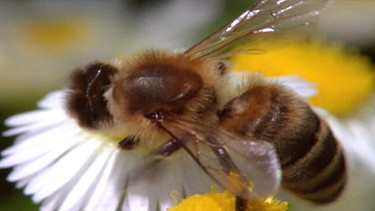 Biene auf Blüte | Bild: BR Biene auf Blüte | Bild: BR