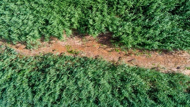 Mitmachaktion für das SWR-Projekt #unserwasser. Meldet ausgetrocknete Gewässer in Deutschland. | Bild: picture alliance / Andreas Franke