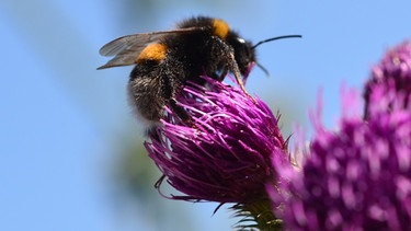Eine Hummel bei der Nektarsuche auf einer Distelblüte | Bild: colourbox.com