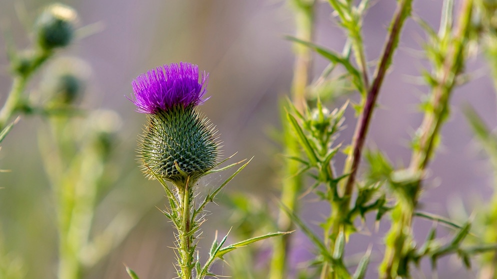 Eine von vielen Wildblumenarten die ihr im Garten entdecken könnt | Bild: picture-alliance/Goldmann