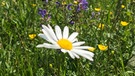 Ideale Bedingungen für Insekten. Mit roten Rosen zum Valentinstag könnt ihr nichts falsch machen: "Ich liebe dich über alles" drückt ihr damit blumig aus. Doch nicht alle Blumen stehen für Liebe. Wir erklären euch, bei welchen ihr aufpassen solltet.  | Bild: BR/Sylvia Bentele