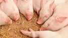 Das Schwein gilt als Glücksbringer, nicht nur zu Silvester und Neujahr. Hier gibt's also acht Mal Ferkel-Glück. | Bild: colourbox.com