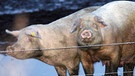 Das Schwein gilt als Glücksbringer, nicht nur zu Silvester und Neujahr. Hier haben sich Schweine auf einer Weide eingesaut. | Bild: picture-alliance/dpa