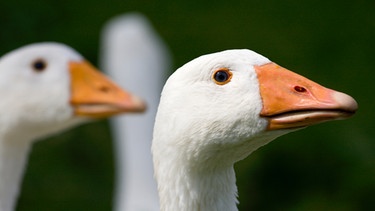 Gänse. Hunde, Gänse, Kater: Viele Sprichwörter sind echt tierisch. Wir erklären, woher Redewendungen kommen und was Redensarten bedeuten.  | Bild: colourbox.com
