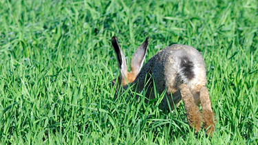 Hase in der Wiese. Hunde, Gänse, Kater: Viele Sprichwörter sind echt tierisch. Wir erklären, woher Redewendungen kommen und was Redensarten bedeuten.  | Bild: colourbox.com