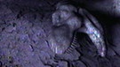 Vermutlich sind die Dinosaurier in Folge des Meteoriteneinschlags im Yucatán vor 66 Millionen Jahren ausgestorben | Bild: BR