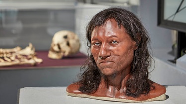 Das Natural History Museum hat das Gesicht vom „Cheddar Man“ erworben. Der Cheddar-Mann lebte vor etwa 10.000 Jahren und ist das älteste fast vollständige Skelett unserer Spezies, des Homo sapiens, das jemals in Großbritannien gefunden wurde.  | Bild: picture alliance / Photoshot | -