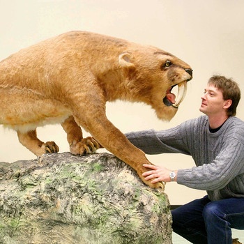 Mitarbeiter des Naturkundemuseums Görlitz verrücken ein Modell von einem Säbelzahntiger | Bild: picture-alliance/dpa