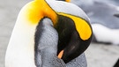 Schlafender Königspinguin in der Salisbury Plain auf der Insel Südgeorgien | Bild: picture alliance / Global Warming Images | Ashley Cooper