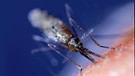 Anopheles-Mücke | Bild: picture-alliance/dpa