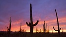 Saguaro-Kakteen in der Sonorawueste in den USA. Warum hat ein Kaktus Dornen? Und warum können Kakteen in den trockensten Lebensräumen der Welt wachsen? Wie schaffen sie es in Wüste zu überleben? Hier erfahrt ihr mehr über die stacheligen Pflanzen. | Bild: picture-alliance/blickwinkel/S