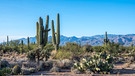 Sonora-Wüste in Arizona, USA. Paradox, doch es gibt sie: Wüsten direkt am Meer. Küstenwüsten befinden sich in der Nähe von kalten Ozeanströmungen aus der Antarktis. Kühle Luft kann wegen warmer Passatwinde nicht aufsteigen, Wolken und Regen bleiben aus. | Bild: picture alliance/Zoonar | Cheri Alguire ImagesByCheri.com