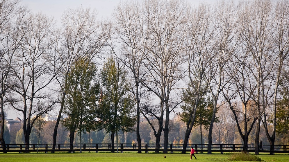 Pappeln in Fürth. Der 25. April ist Tag des Baumes. Welcher ist Baum des Jahres? Und welcher Baum ist am ältesten und längsten? Wir haben einige Fakten über Bäume und Wald für euch zusammengetragen.  | Bild: picture-alliance/dpa