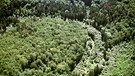 Ein Wald bei Würzburg. Der Wald in Bayern hat viele Funktionen: Er ist ein produktives Ökosystem und wichtiger Lebensraum, er filtert die Luft und unser Trinkwasser, schützt vor Lawinen und Erdrutschen, bindet Kohlendioxid und bietet Erholung. | Bild: picture-alliance/dpa