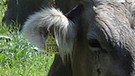 Gefährdetes Nutztier 2016: Original Braunvieh | Bild: Königsperger (GEH)