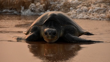 Eine Riesenschildkröte am Strand. Das Artensterben trifft den gesamten Planeten. Viele Tiere und Pflanzen sind vom Aussterben bedroht.  | Bild: picture-alliance/dpa