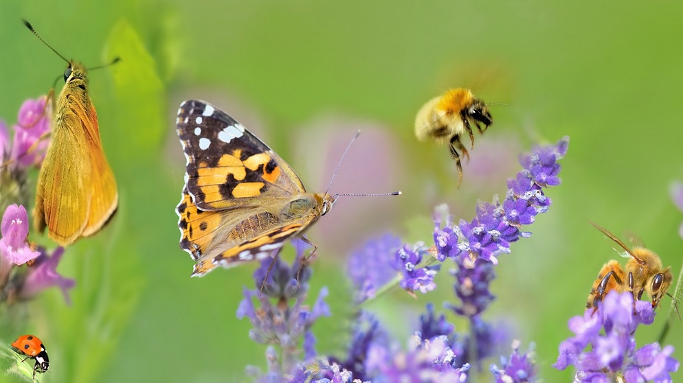 Der Weltbiodiversitätsrat hat fünf Triebkräfte beschrieben, die für das Artensterben verantwortlich sind. Viele Vögel, Meerestiere und Insekten sind vom Aussterben bedroht - weltweit und in Deutschland. Fünf Tipps für mehr Biodiversität und Artenschutz im Alltag. | Bild: colourbox.com