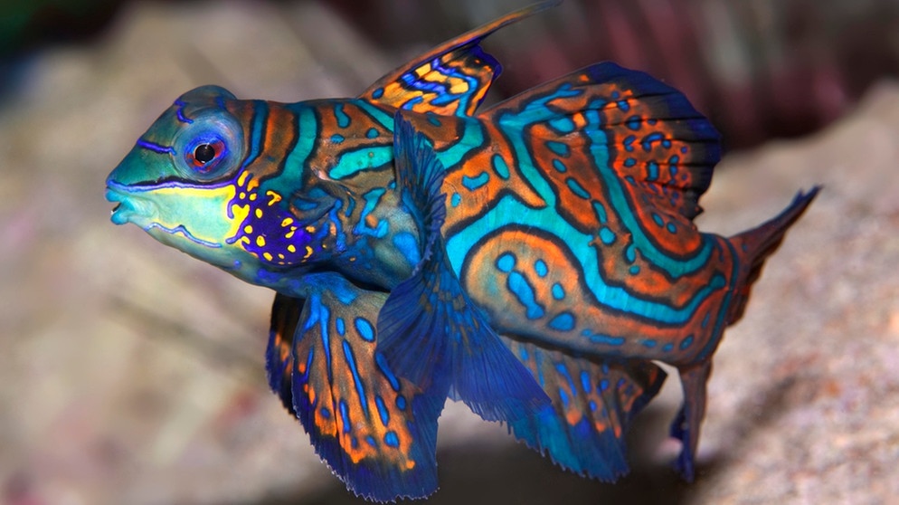 Ein Mandarinfisch schwimmt im Meer. Er bevorzugt wärmere Gewässer. | Bild: picture-alliance/dpa Ein Mandarinfisch schwimmt im Meer. Er bevorzugt wärmere Gewässer. | Bild: picture-alliance/dpa