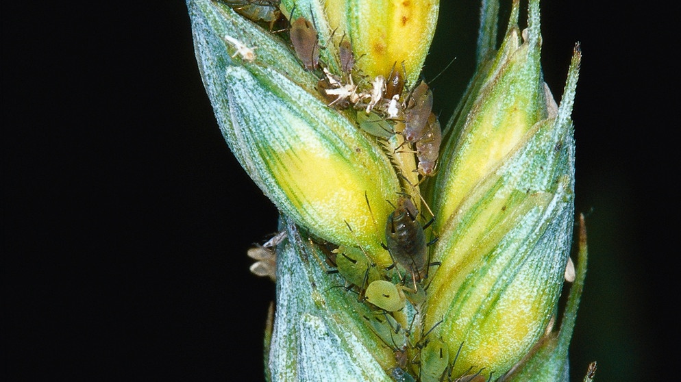 Ein Getreidehalm mit Blattläusen. In der Natur können Schlupfwespen ihr Vorkommen regulieren und können damit Ernten schützen. | Bild: picture-alliance/dpa Ein Getreidehalm mit Blattläusen. In der Natur können Schlupfwespen ihr Vorkommen regulieren und können damit Ernten schützen. | Bild: picture-alliance/dpa