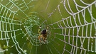 Ein Spinnennetz ist von Regentropfen besetzt. Auch unbeliebte oder unscheinbare Arten sind wichtig für die Biodiversität. | Bild: colourbox.com