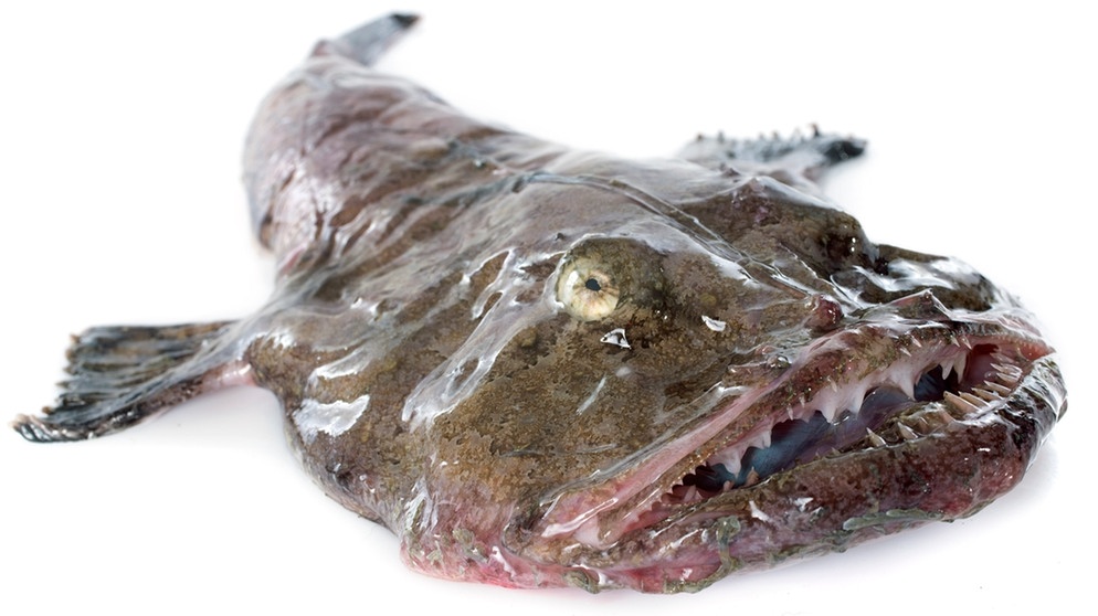 Ein toter Seeteufel. Der Speisefisch ist häufig überfischt und deshalb in bestimmten Regionen sehr selten geworden. | Bild: colourbox.com Ein toter Seeteufel. Der Speisefisch ist häufig überfischt und deshalb in bestimmten Regionen sehr selten geworden. | Bild: colourbox.com