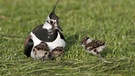 In Europa ist die Hälfte der Feldvögel verschwunden. Hier sitzt ein Kibitz mit Jungen in der Wiese. | Bild: Thorsten Krüger / NABU
