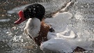 Die Brandgans steht auf der Roten Liste wandernder Vogelarten (Zugvögel). | Bild: picture-alliance/dpa
