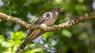 Der Kuckuck steht auf der Roten Liste wandernder Vogelarten (Zugvögel). | Bild: picture-alliance/dpa