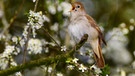 Singende Nachtigall (Luscinia megarhynchos) auf einem Schlehenzweig. Nachtigallen sind Zugvögel, die bei uns brüten, aber in Afrika überwintern. | Bild: picture alliance / blickwinkel
