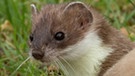 Hermelin - Mustela erminea | Bild: picture alliance/imageBROKER