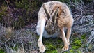 Feldhase bei der Körperpflege vor trockenem Gestrüpp. Feldhasen sind empfindlich gegenüber Veränderungen in ihrem Lebensraum, wie zum Beispiel der Umstellung von Ackerland auf Weideland oder der Zerstörung von natürlichen Lebensräumen. | Bild: picture-alliance/dpa