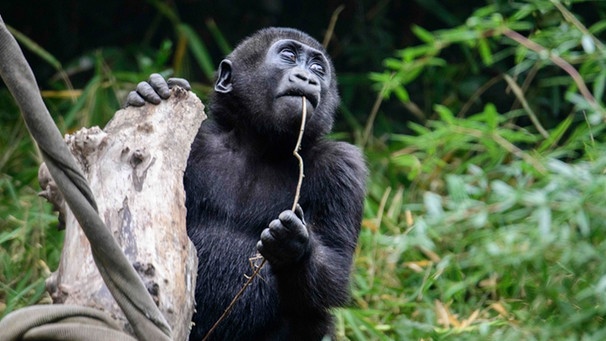 Gorillas (hier ein Tier in einem Zoo in Seattle, USA) sind in der Wildnis nur noch selten zu sehen. Diese Menschenaffen sind eine vom Aussterben bedrohte Tierart. Sämtliche Gorilla-Arten stehen auf der Roten Liste. | Bild: picture alliance / ZUMAPRESS.com | Shane Srogi Gorillas (hier ein Tier in einem Zoo in Seattle, USA) sind in der Wildnis nur noch selten zu sehen. Diese Menschenaffen sind eine vom Aussterben bedrohte Tierart. Sämtliche Gorilla-Arten stehen auf der Roten Liste. | Bild: picture alliance / ZUMAPRESS.com | Shane Srogi
