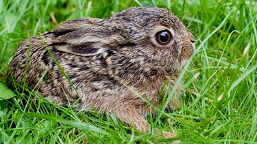Ein junger Feldhase sitzt im Gras. Junge Feldhasen überleben oft ihr erstes Lebensjahr nicht. Im Frühling sieht man manchmal Feldhasen über die Felder sprinten. Dort finden sie aber immer weniger Nahrung und Schutz vor Feinden, Kälte und Nässe. Deshalb ist der Feldhase gefährdet und steht auf der Roten Liste. Dabei gilt der Feldhase als Symbol für Ostern und Fruchtbarkeit. Als Osterhase soll er seit 300 Jahren die Ostereier bringen. | Bild: picture-alliance/dpa