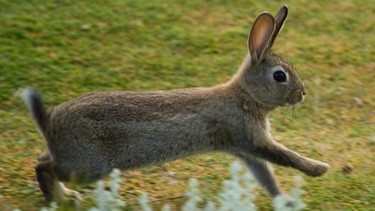 Hier ist ein Kaninchen zu sehen. Nicht mit einem Feldhasen verwechseln! Im Frühling sieht man manchmal Feldhasen über die Felder sprinten. Dort finden sie aber immer weniger Nahrung und Schutz vor Feinden, Kälte und Nässe. Deshalb ist der Feldhase gefährdet und steht auf der Roten Liste. Dabei gilt der Feldhase als Symbol für Ostern und Fruchtbarkeit. Als Osterhase soll er seit 300 Jahren die Ostereier bringen. | Bild: picture-alliance/dpa