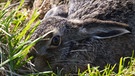 Feldhase liegt flach an grüne Wiese gedrückt. Feldhasen sind auf offene Landschaften angewiesen, um genügend Nahrung und Verstecke zu finden, was sie zu einem wichtigen Bestandteil vieler Ökosysteme macht. | Bild: picture-alliance/dpa