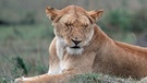 Afrikanische Löwen: Löwenpaar in Kenia. Der Löwe ist in einigen Regionen Afrikas vom Aussterben bedroht. Insgesamt gilt das Überleben der Tierart als gefährdet. Auch der Löwe steht, wie Elefanten, Giraffen und Nahörner, auf der internationalen Roten Liste. | Bild: picture-alliance/dpa