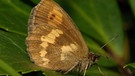 Der Gelbgefleckte Mohrenfalter (Erebia manto)  | Bild: Kurt Kulac/Senckenberg Gesellschaft für Naturforschung