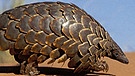 Bedrohte Tierart auf der Roten Liste: Steppenschuppentier (Manis temmincki). Das Schuppentier wird auch Tannenzapfentier oder Pangolin genannt. | Bild: Nigel Dennis/OKAPIA/picture-alliance