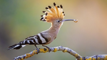 Wiedehopf (Upupa epops) mit Raupe als Nahrung, Biosphärenreservat Mittelelbe, Sachsen-Anhalt | Bild: picture alliance/imageBROKER