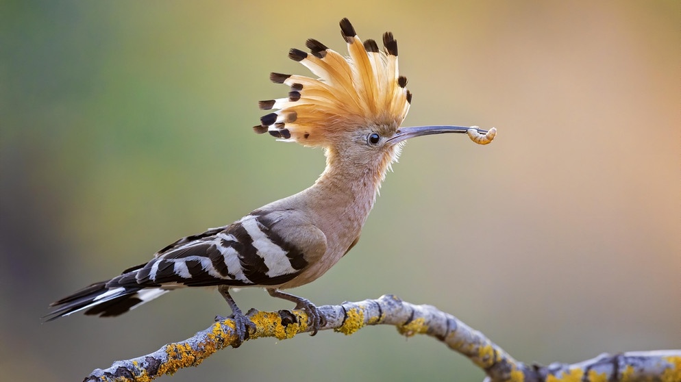 Wiedehopf (Upupa epops) mit Raupe als Nahrung, Biosphärenreservat Mittelelbe, Sachsen-Anhalt | Bild: picture alliance/imageBROKER
