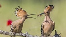 Wiedehopf, Spanien, (Upupa epops) | Bild: picture alliance/imageBROKER
