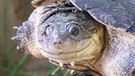Afrikanische Schildkröte: "echte" Pelomdeusa subrufa | Bild: A. Schleicher, Senckenberg Forschungsinstitut, Dresden