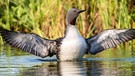 Sterntaucher rüttelt im Abendlicht. Der Zugvogel  steht auf der Roten Liste wandernder Vogelarten (Zugvögel). | Bild: picture-alliance/dpa