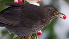 Tiere im Winter: Amsel | Bild: picture-alliance/dpa