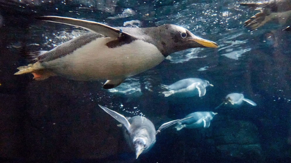 Ein Pinguin wie ein Fisch im Wasser. Es gibt rund 17 oder 18 Pinguin-Arten auf der Südhalbkugel: Sie sind virtuose Schwimmer, treue Partner, häufig homosexuell und teils vom Aussterben bedroht. | Bild: picture alliance/dpa | Georg Wendt Ein Pinguin wie ein Fisch im Wasser. Es gibt rund 17 oder 18 Pinguin-Arten auf der Südhalbkugel: Sie sind virtuose Schwimmer, treue Partner, häufig homosexuell und teils vom Aussterben bedroht. | Bild: picture alliance/dpa | Georg Wendt