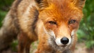 Nahaufnahme eines Rotfuchses | Bild: colourbox.com