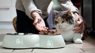 Ein Mädchen zeigt ihrer Katze das Katzenfutter. Auch Hunde und Katzen können an Demenz erkranken. Die Krankheit ist nicht heilbar, lässt sich aber hinauszögern. Was ihr tun könnt, um eurem Haustier zu helfen. | Bild: picture alliance / dpa Themendienst | Ina Fassbender