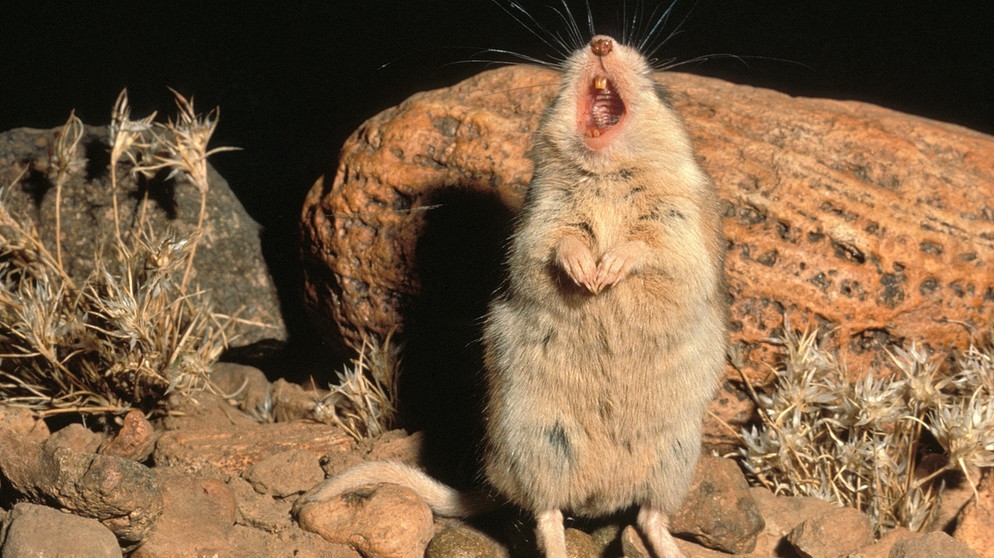 Die Grashüpfermaus, die einzige fleischfressende Maus Nordamerikas. | Bild: picture-alliance/dpa/Photoshot